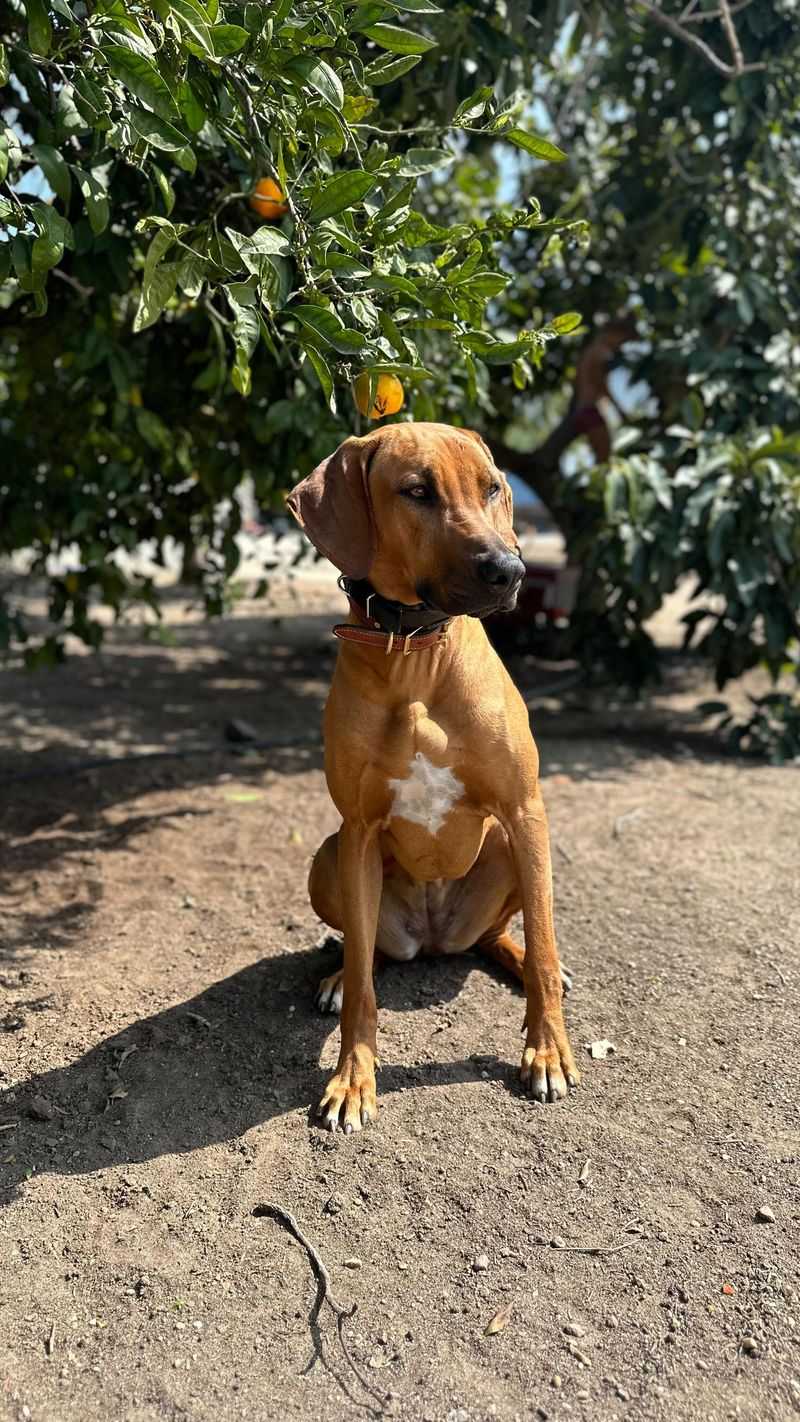 Rhodesian Ridgeback