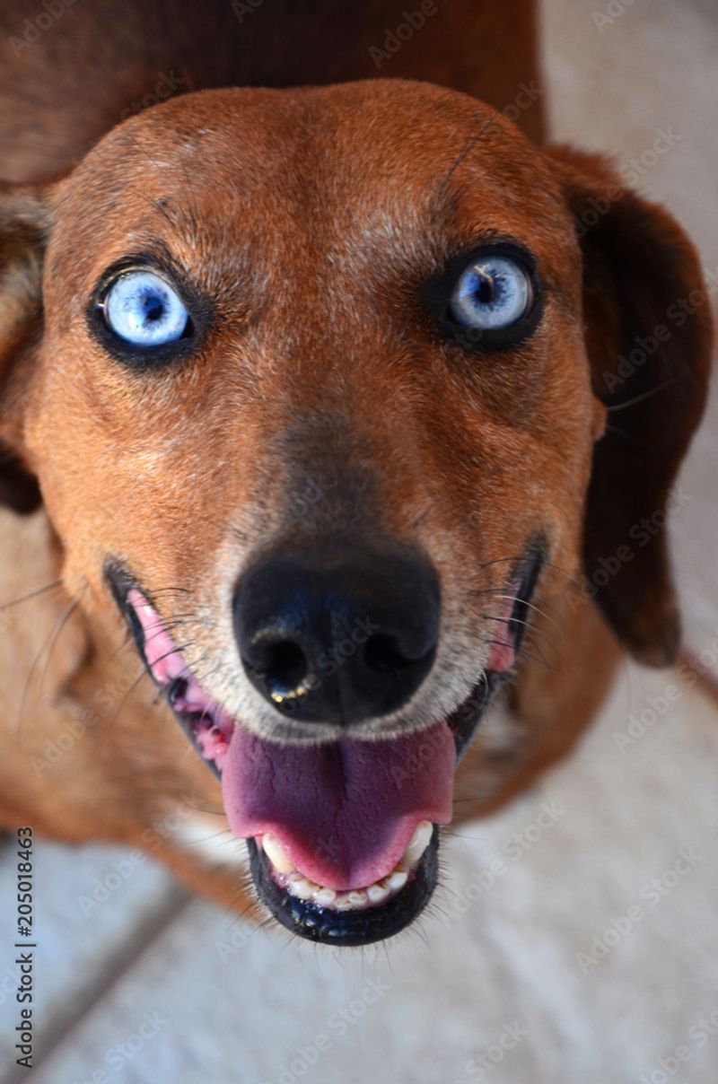 Dachshund