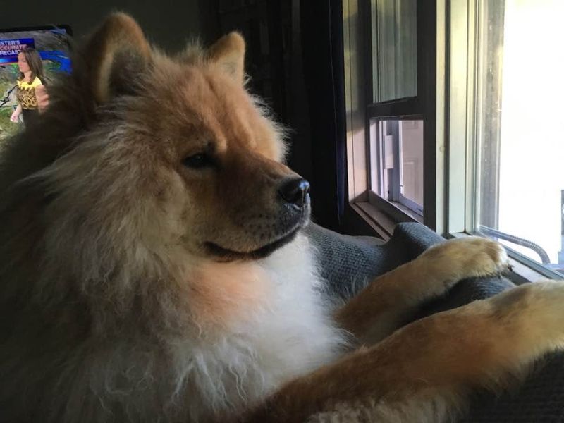 Chow Chow