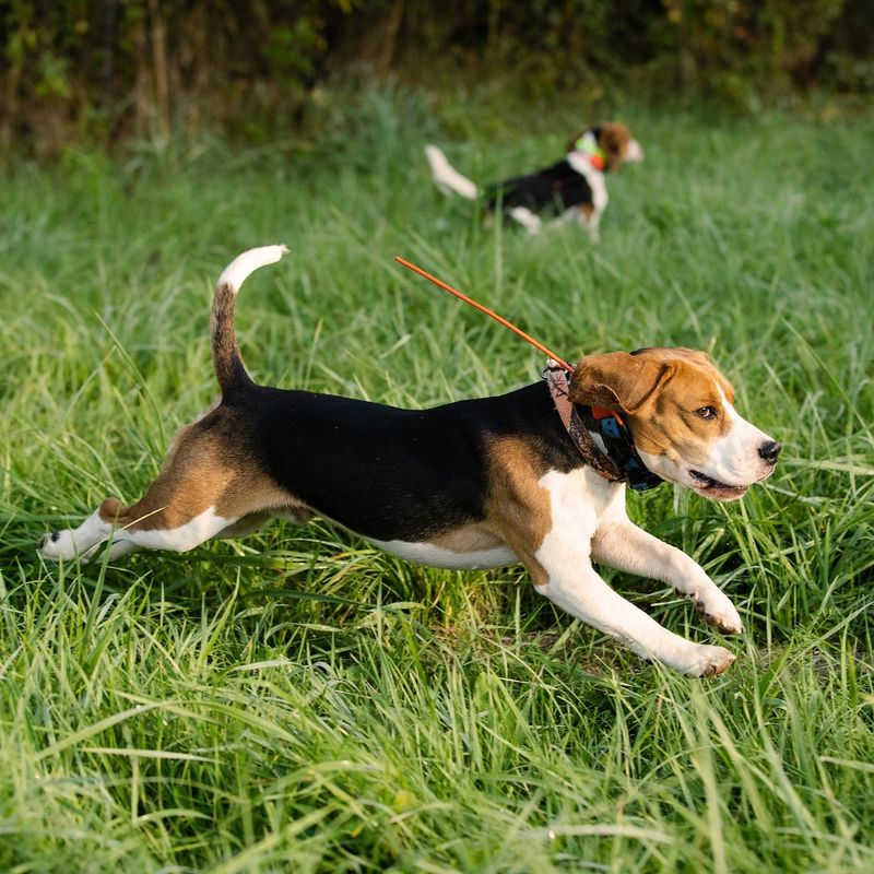 Beagle