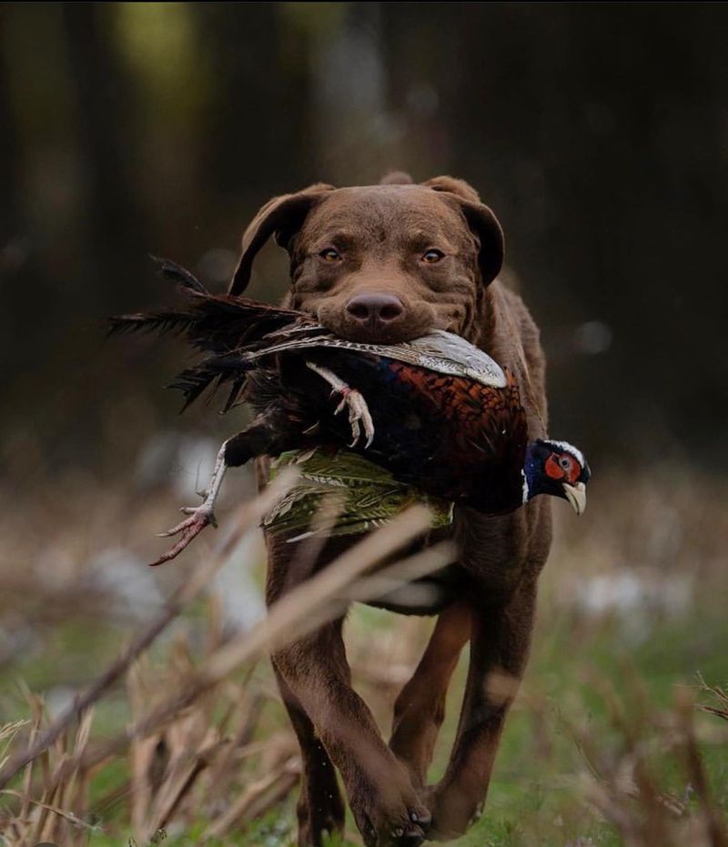Chesapeake Bay Retriever