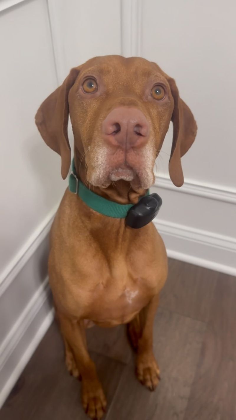 Vizsla