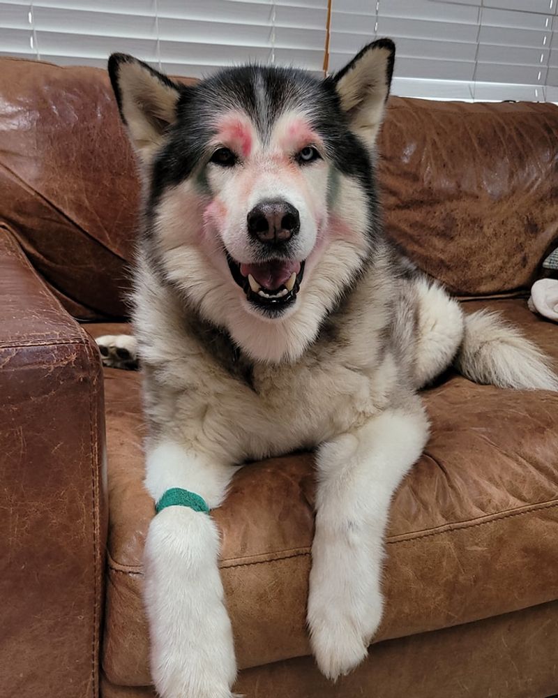 Siberian Husky
