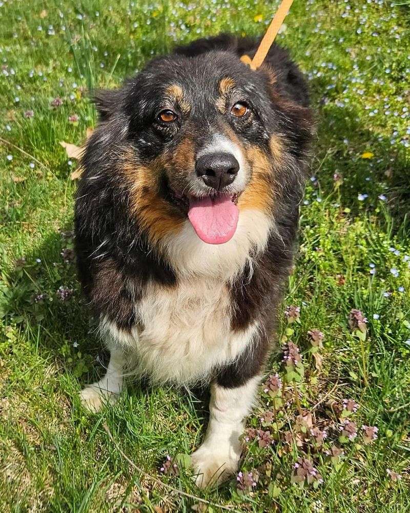 Australian Shepherd