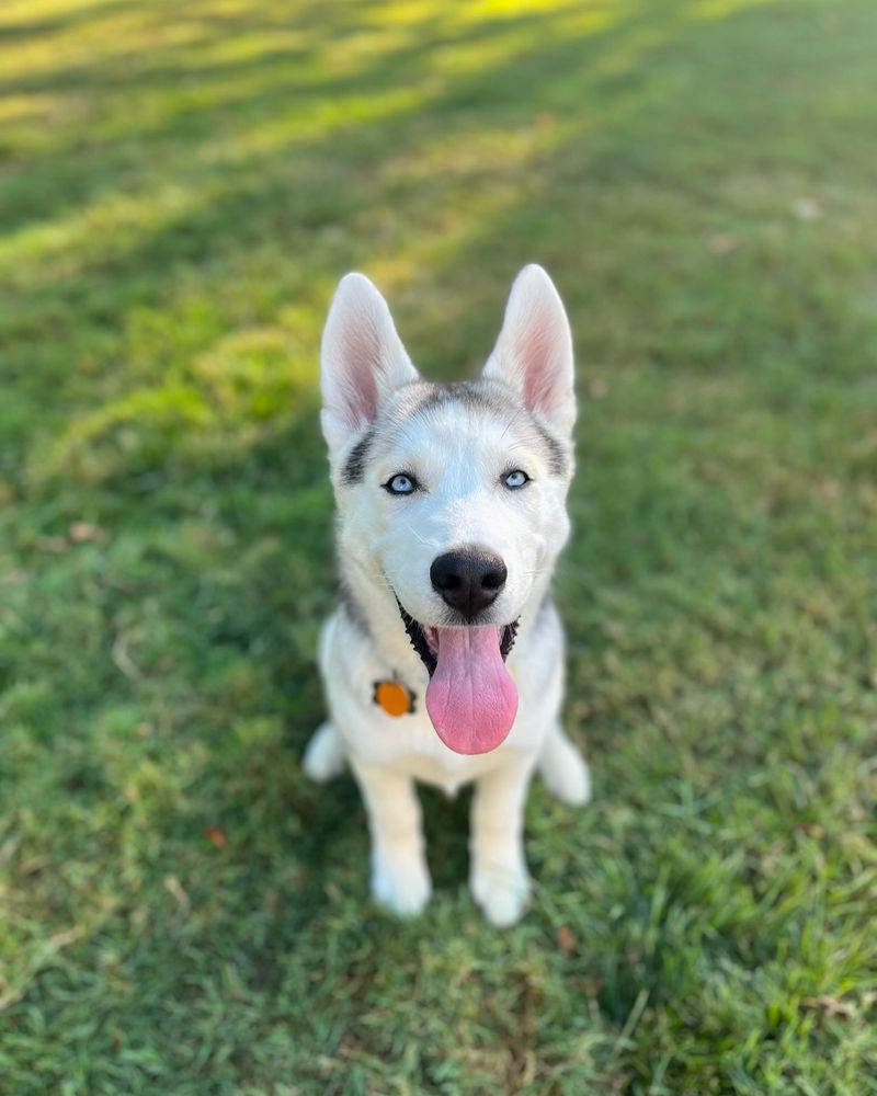 Siberian Husky