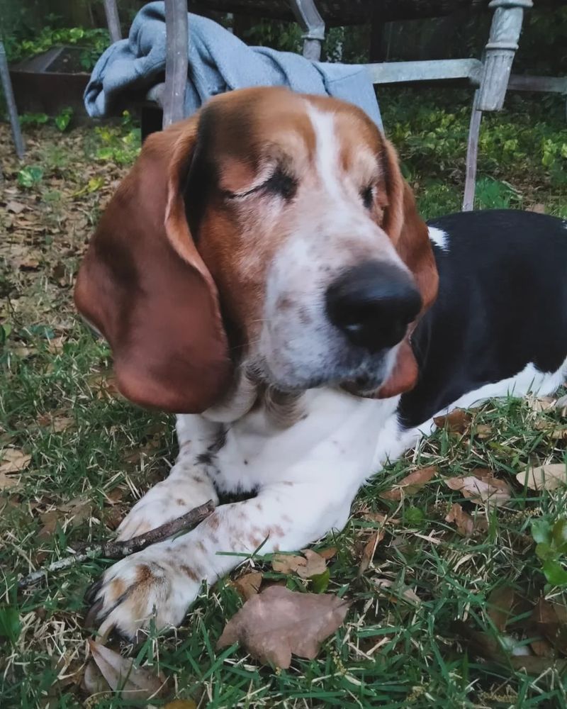 Basset Hound