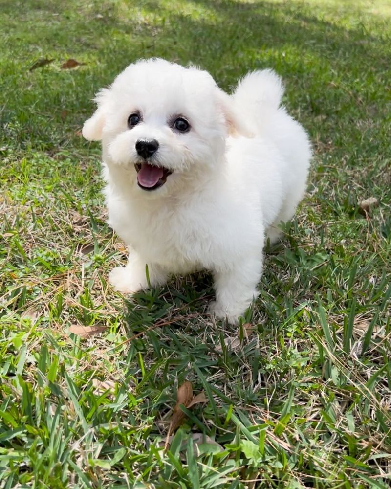 Bichon Frise