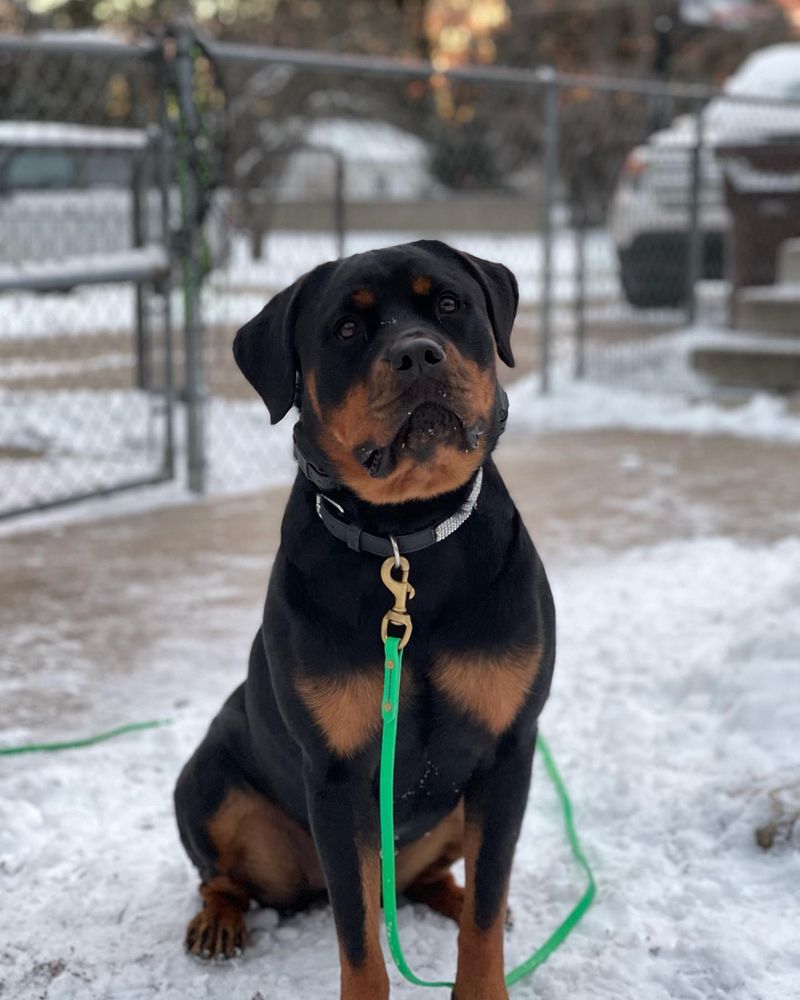 Rottweiler