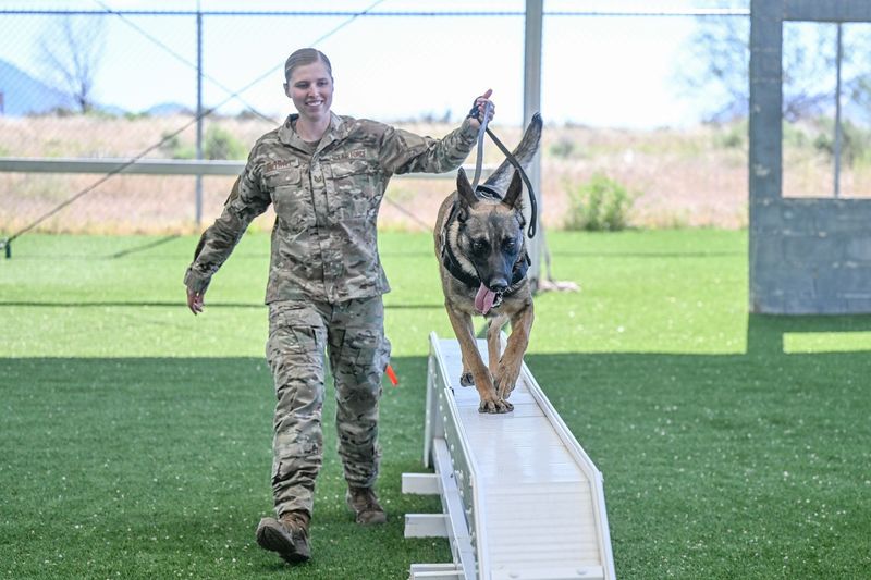 Belgian Malinois