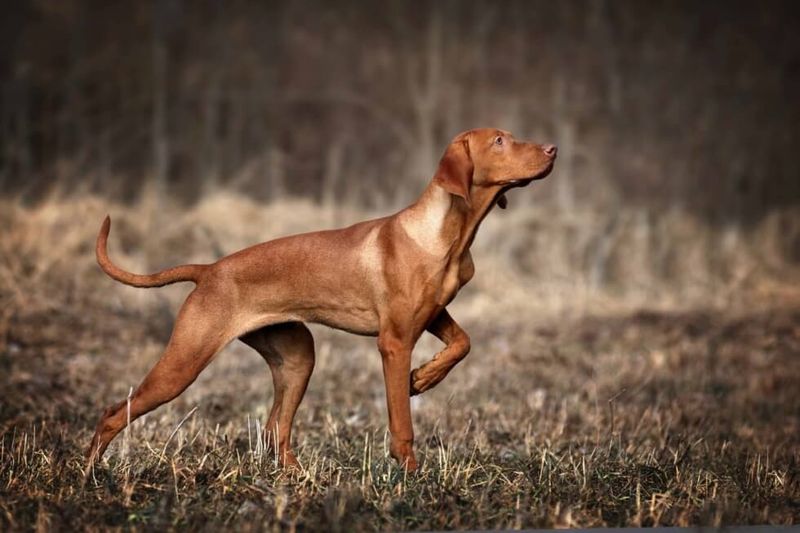 Vizsla