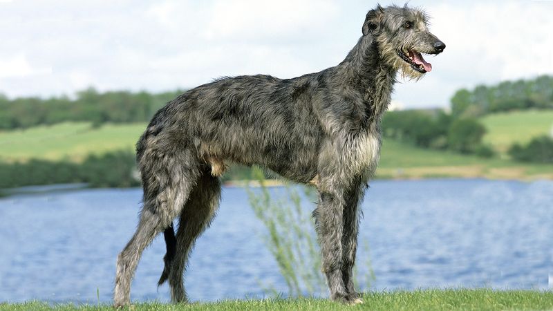 Scottish Deerhound