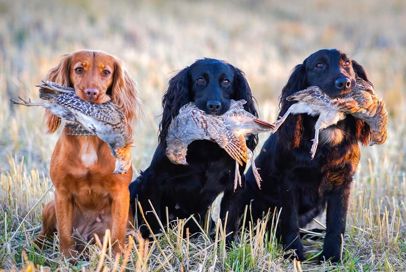 Cocker Spaniel