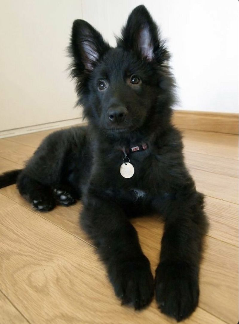 Schipperke
