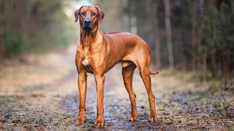 Rhodesian Ridgeback