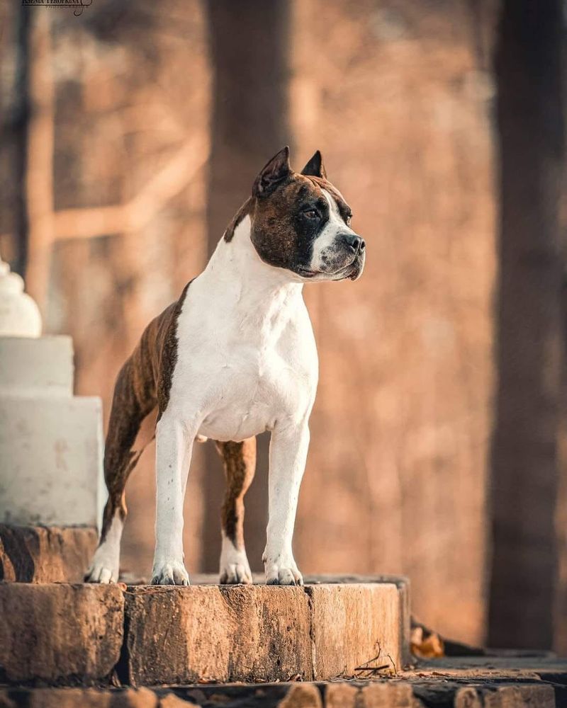 American Staffordshire Terrier