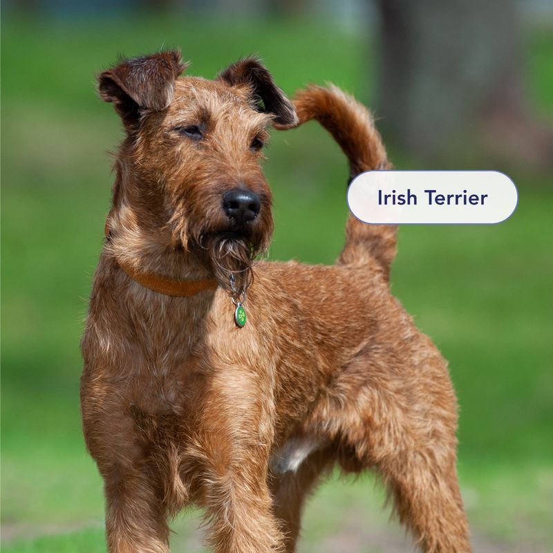 Irish Terrier
