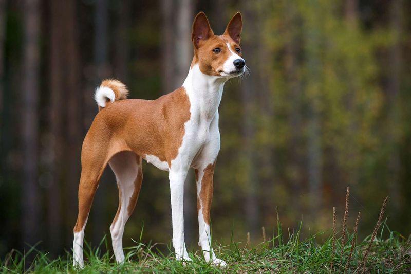 Basenji