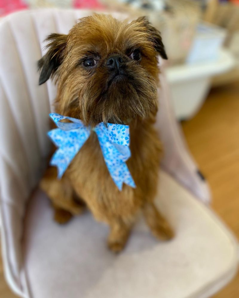 Brussels Griffon