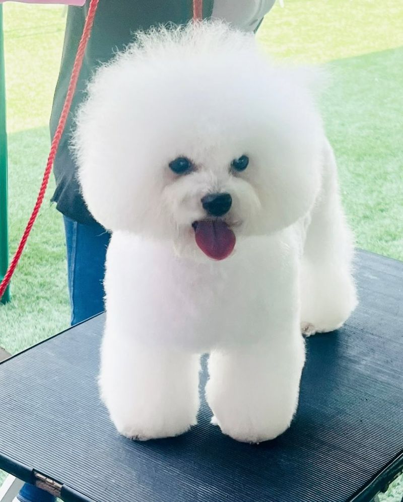 Bichon Frise