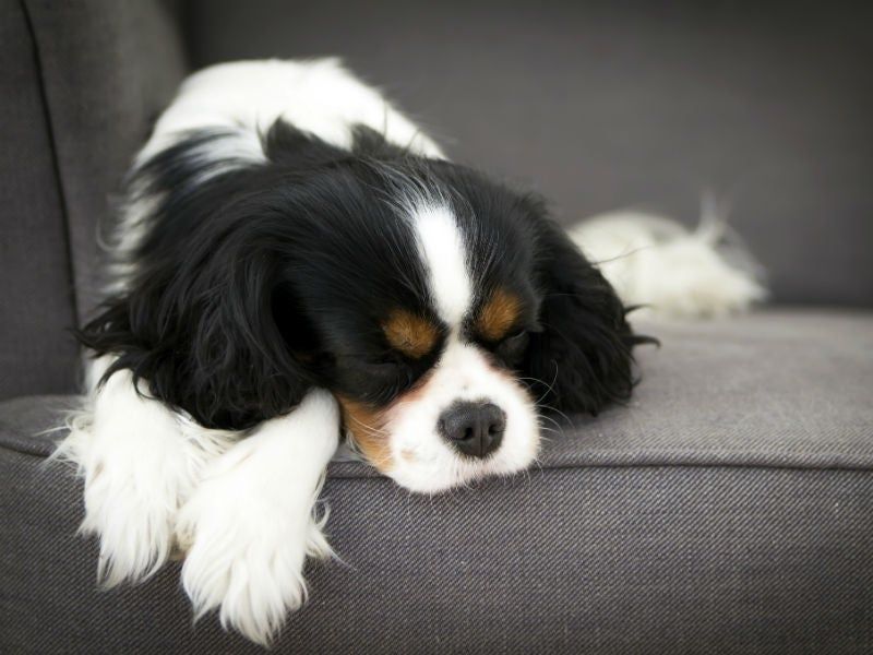 The Science Behind Dog Dreams