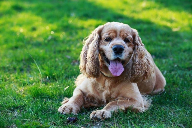 Commonly Affected Breeds