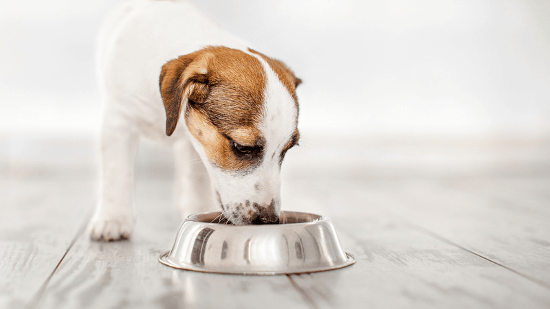 Why Puppy Food Is Different