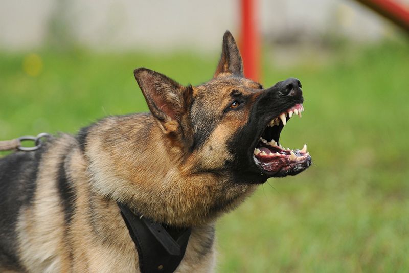 Aggressive Behavior