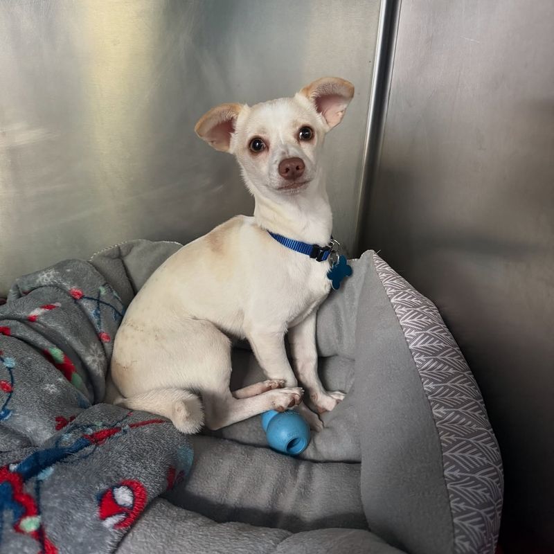 Charming Chihuahua