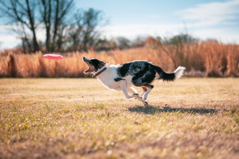 Chasing