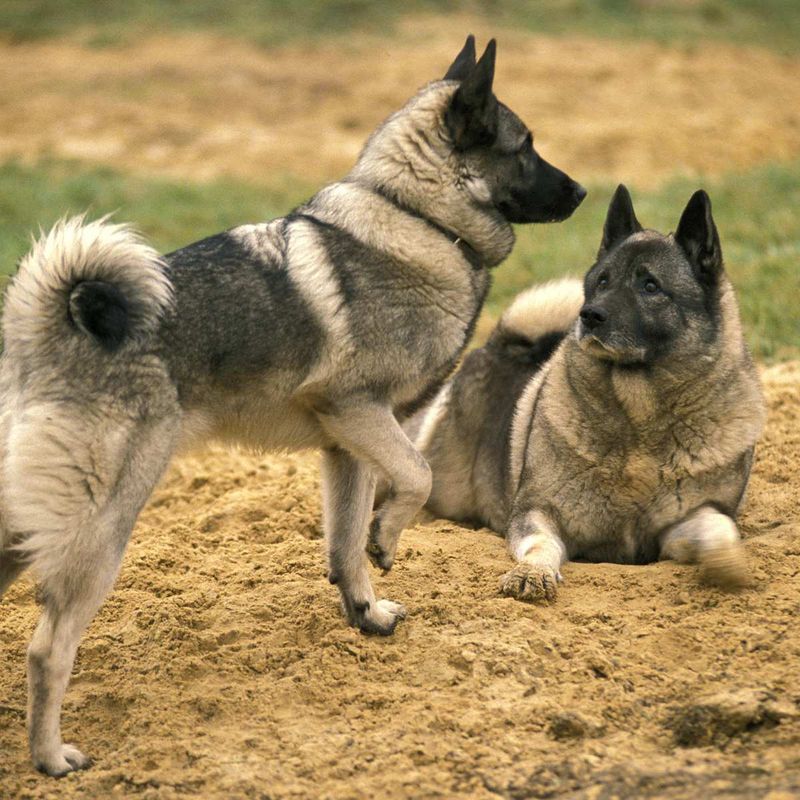 Norwegian Elkhound