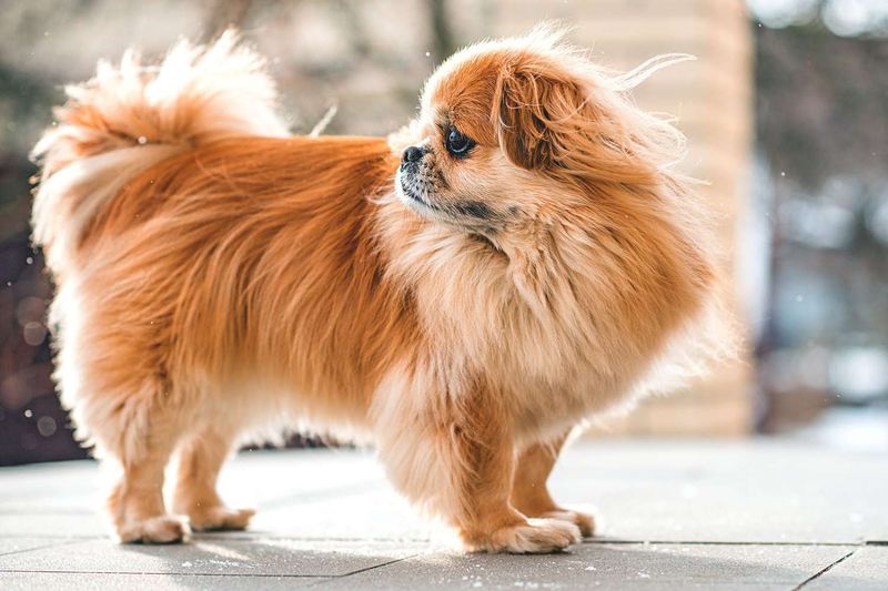 Tibetan Spaniel