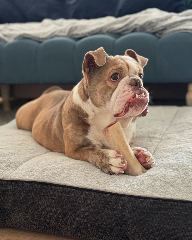 Bulldog