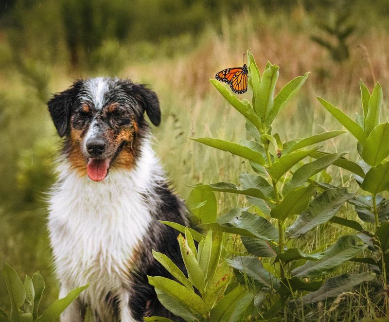 Australian Shepherd