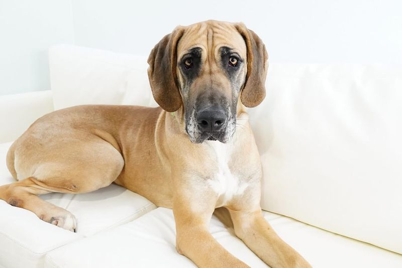 Great Dane
