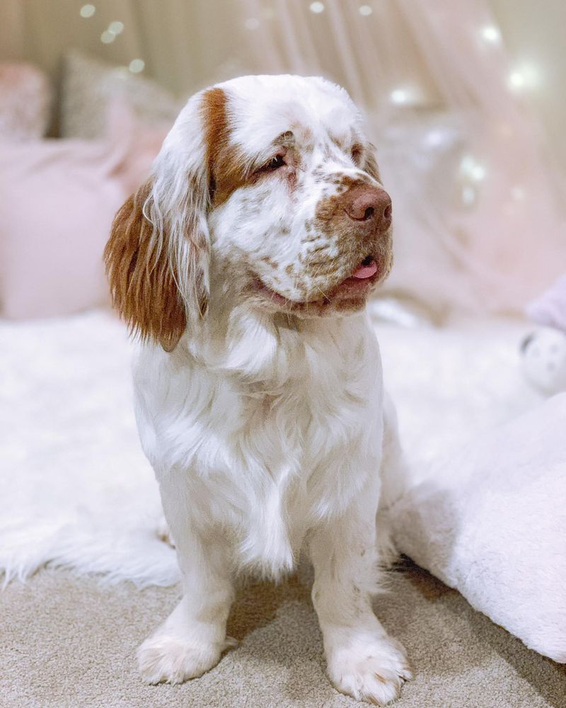Clumber Spaniel
