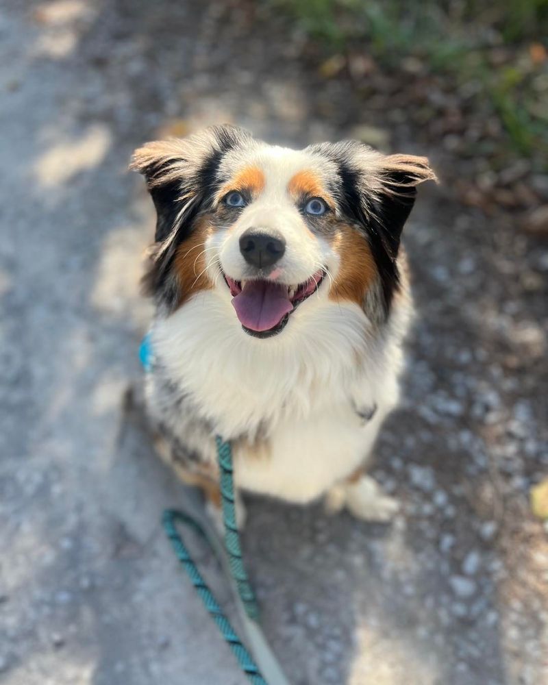 Australian Shepherd