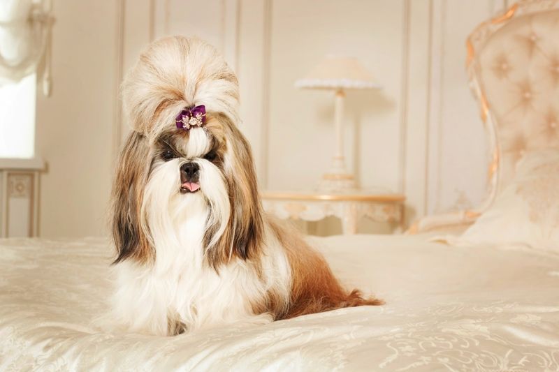 Shih Tzu