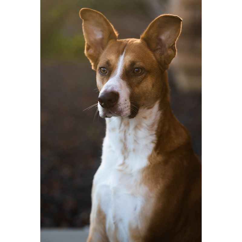 Basenji - Underrated