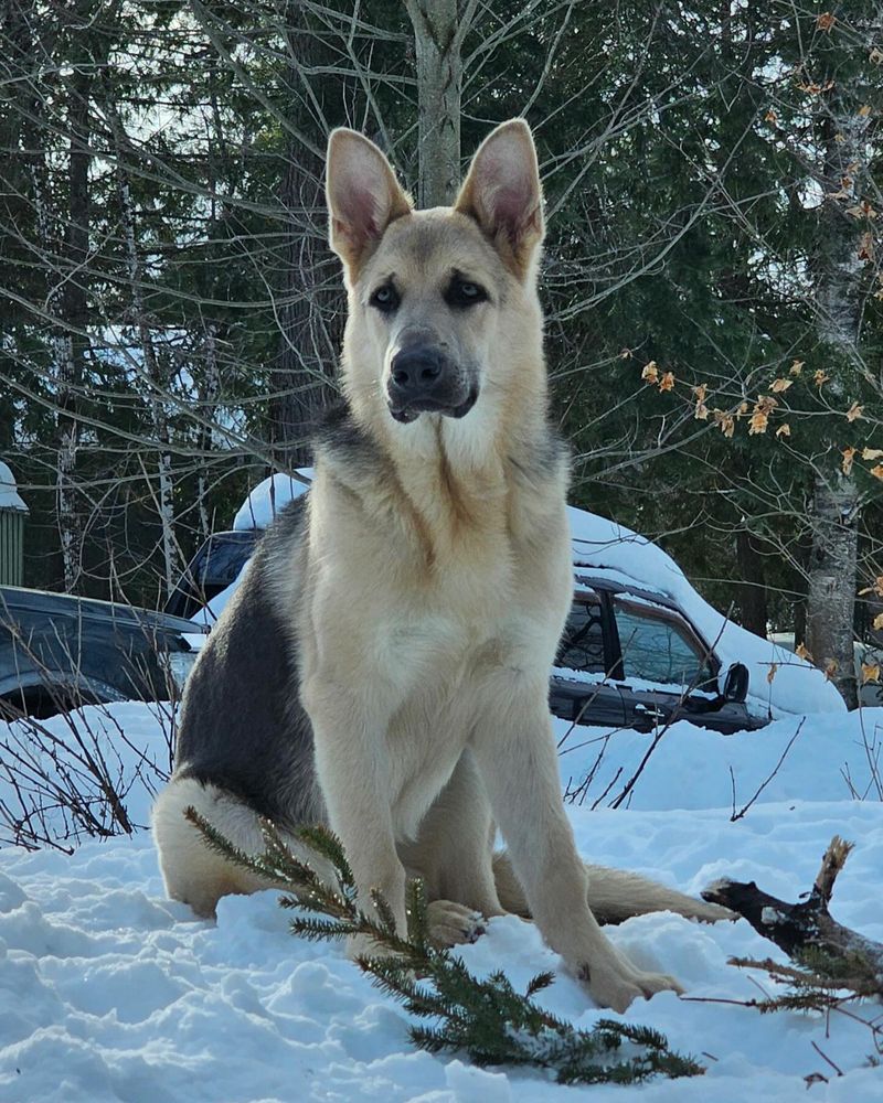East-European Shepherd