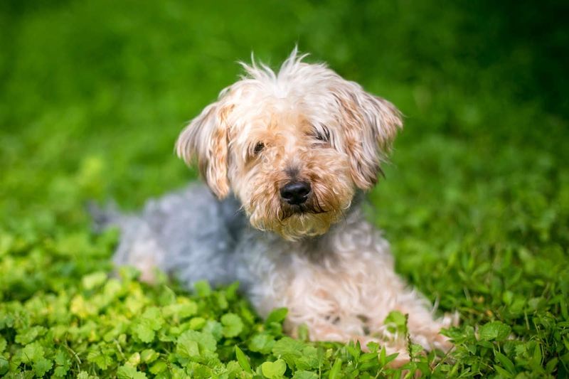 Yorkipoo