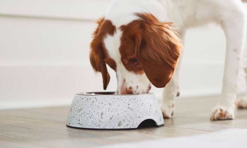 When to Switch to Adult Dog Food