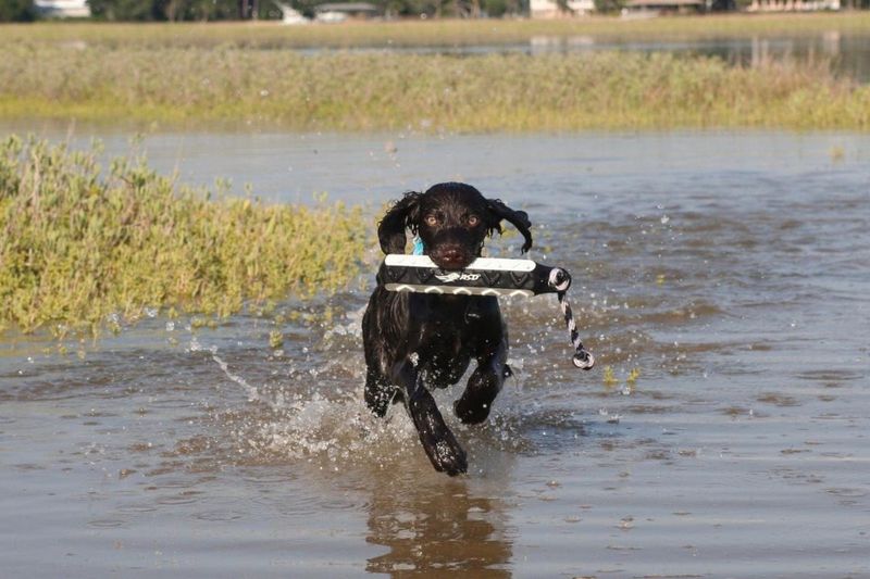 Boykin Spaniel