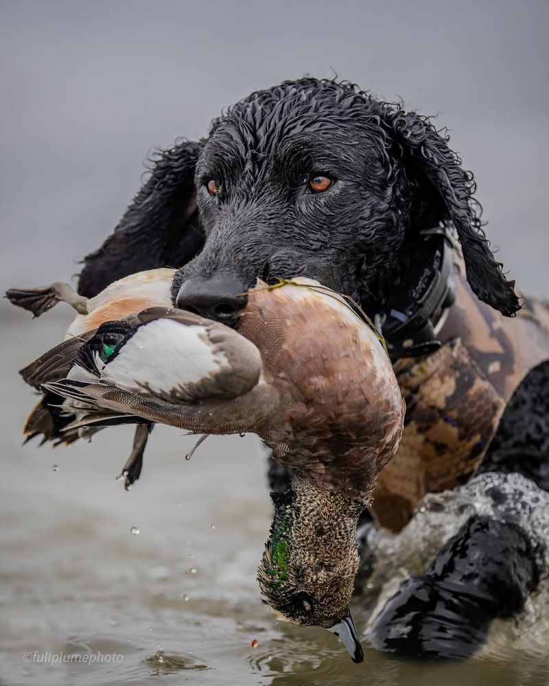 Portuguese Water Dog