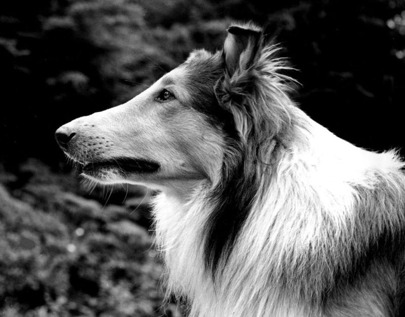 Lassie from 