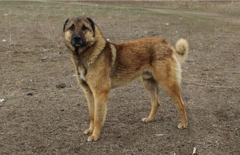 Kangal Shepherd Dog