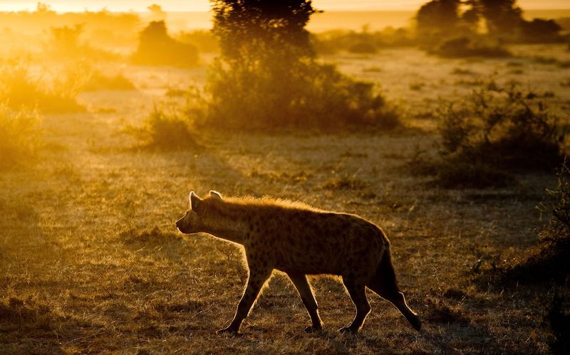 Hyena