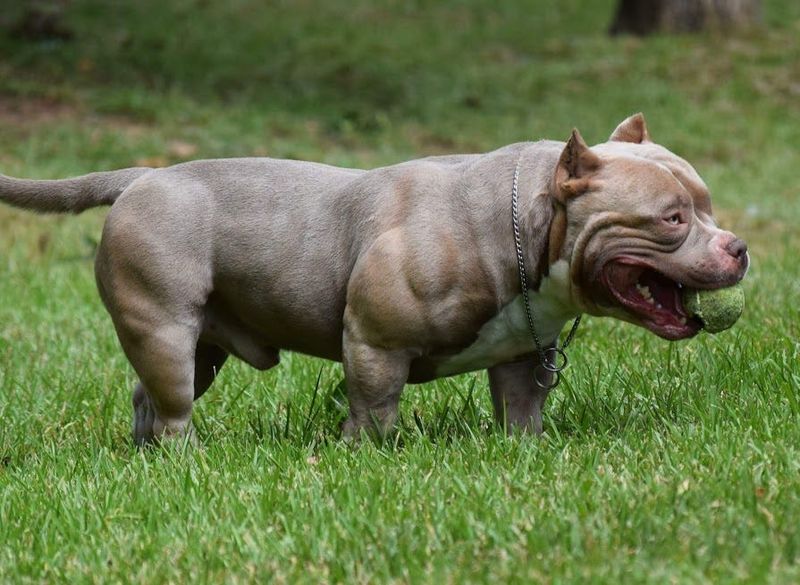 Extreme Bully