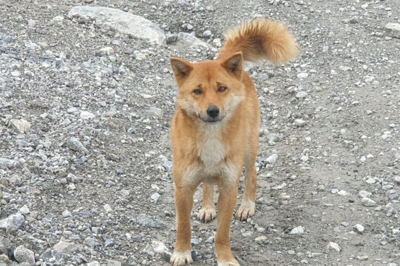 New Guinea Singing Dog