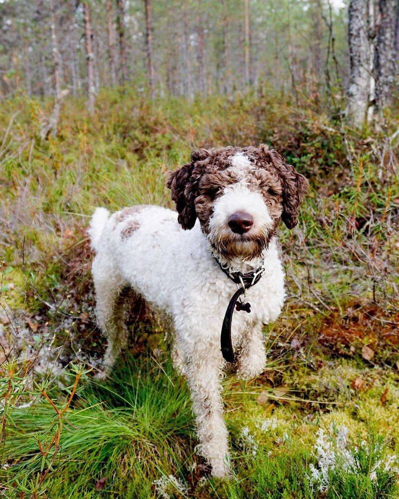 Lagotto Romagnolo