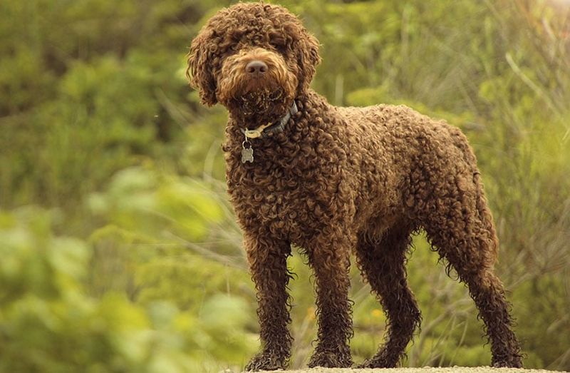 Lagotto Romagnolo